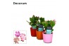Schlumbergera mix decorum in nashville glaspot mix