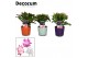 Schlumbergera mix decorum in nashville glaspot mix 