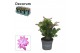 Schlumbergera paars 4x2 dark, feel green decorum 