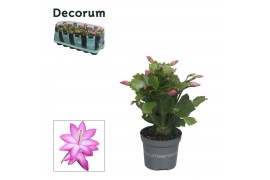 Schlumbergera paars 4x2 dark, feel green decorum