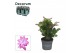 Schlumbergera paars 4x2 dark, feel green decorum 