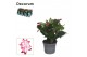 Schlumbergera zaraika Schlumbergera - 9 cm - Red (Exotic) - Decorum 30 