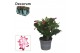 Schlumbergera zaraika Schlumbergera - 9 cm - Red (Exotic) - Decorum 30 
