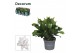 Schlumbergera witte eva White (Malissa) - Decorum 