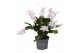 Schlumbergera witte eva White (Malissa) - Decorum 