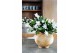 Schlumbergera witte eva White (Malissa) - Decorum 