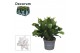 Schlumbergera witte eva White (Malissa) - Decorum 