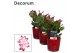 Schlumbergera zaraika Glaspot Nashville red - Decorum 