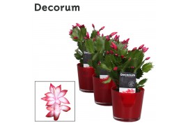 Schlumbergera zaraika Glaspot Nashville red - Decorum