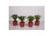 Schlumbergera zaraika Glaspot Nashville red - Decorum 