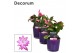 Schlumbergera dark eva decorum in nashville glaspot purple 