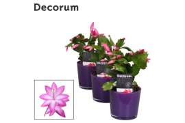 Schlumbergera dark eva decorum in nashville glaspot purple