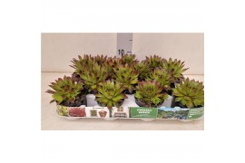 Sempervivum mix Stockholm