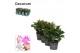 Schlumbergera mix decorum 