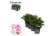 Schlumbergera mix decorum 
