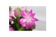 Schlumbergera mix decorum 
