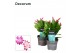 Schlumbergera mix decorum 