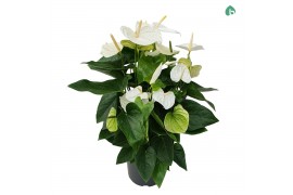 Anthurium andr. alaska