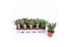 Sansevieria trifasciata golden hahnii 