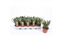 Sansevieria trifasciata golden hahnii