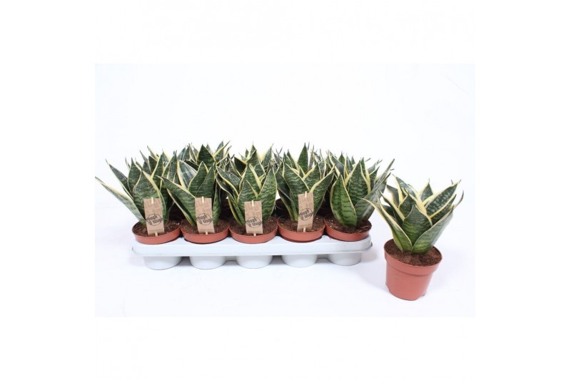 Sansevieria trifasciata golden hahnii 