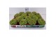 Sempervivum mix Brussel  ( tectorum Glauca ) 