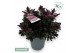 Hebe vinoa purple 