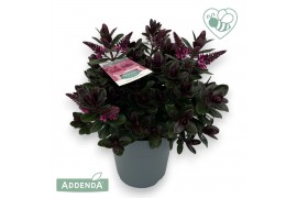 Hebe vinoa purple
