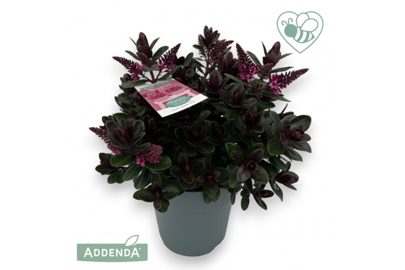 Hebe vinoa purple 