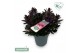 Hebe vinoa purple 