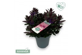 Hebe vinoa purple