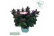 Hebe vinoa purple 