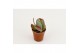 Kalanchoe thyrsiflora 