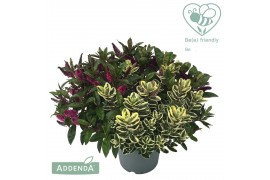Hebe addenda mix Hebe Addenda Donna® - Trio