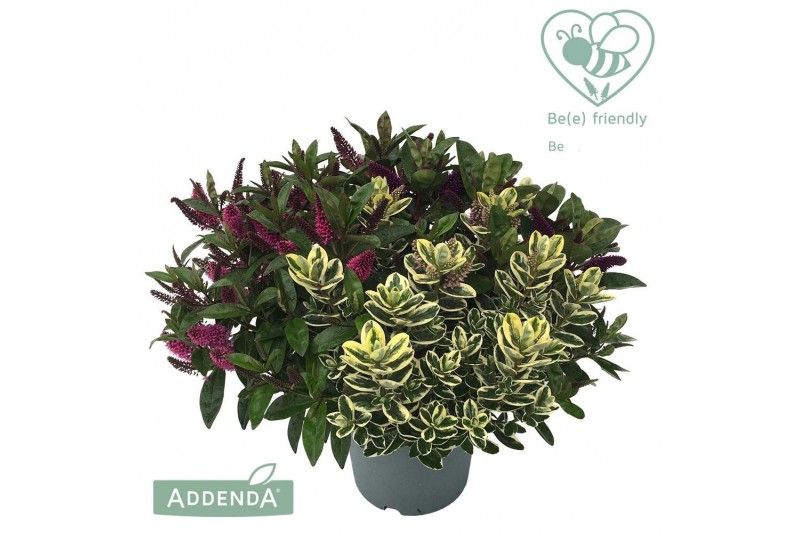 Hebe addenda mix Hebe Addenda Donna® - Trio 