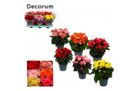 Begonia elatior mix  karprijs decorum