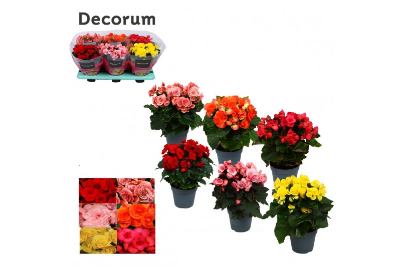 Begonia elatior mix  karprijs decorum 
