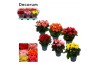 Begonia elatior mix  karprijs decorum