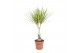 Dracaena marg. sunray 1pp - Enkele stam 