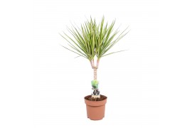 Dracaena marg. sunray 1pp - Enkele stam