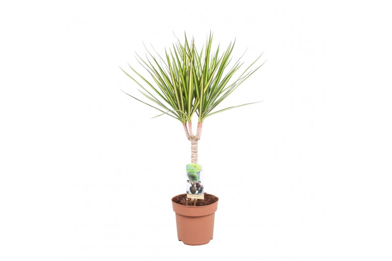 Dracaena marg. sunray 1pp - Enkele stam 