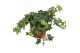 Hedera brigitte helix 9pp - 15-20cm Rank 