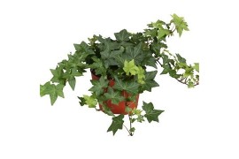 Hedera brigitte helix 9pp - 15-20cm Rank