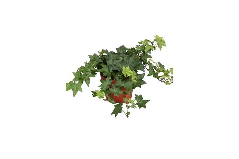 Hedera brigitte helix 9pp - 15-20cm Rank 