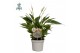 Spathiphyllum bellini 8+ bloem - AirSoPure, WOW-etiket 