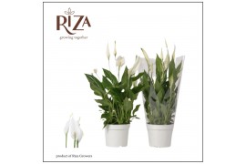 Spathiphyllum bellini 8+ bloem - Blanco hoes