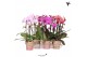 Phalaenopsis elegant cascade Kolibri Orchids - Niagara Fall mix - 2 ta 