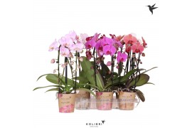 Phalaenopsis elegant cascade Kolibri Orchids - Niagara Fall mix - 2 ta