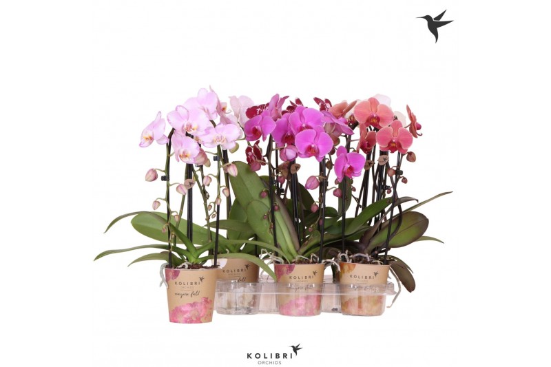 Phalaenopsis elegant cascade Kolibri Orchids - Niagara Fall mix - 2 ta 