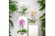 Phalaenopsis elegant cascade Kolibri Orchids - Niagara Fall mix - 2 ta 